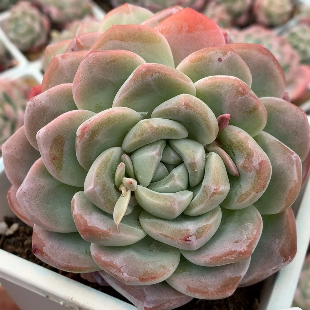 0127-22 精控冰玉老桩双头