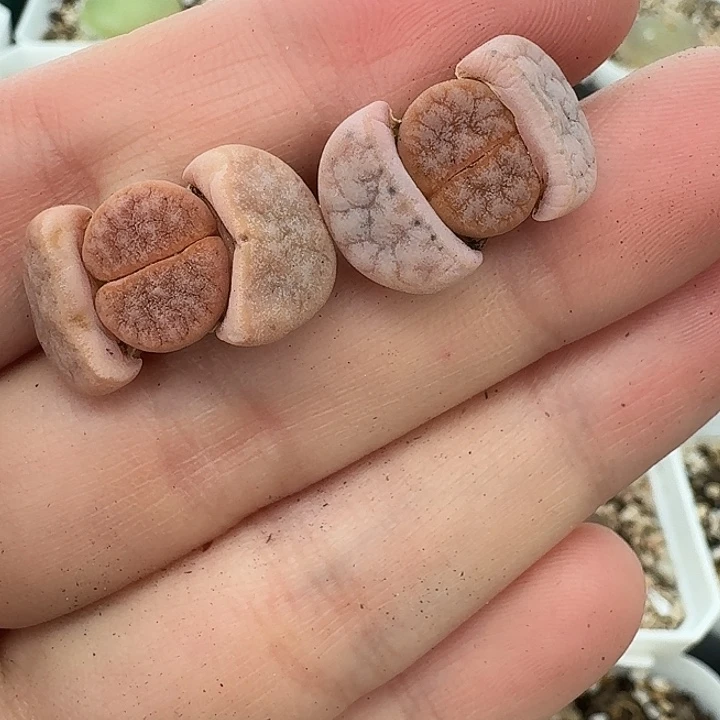 老马生石花拿铁1937