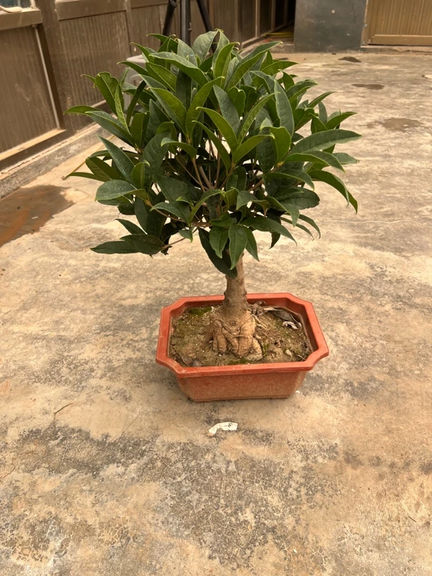 重瓣沙漠玫瑰盆栽花卉老桩四季开花耐干耐旱适合庭院室内