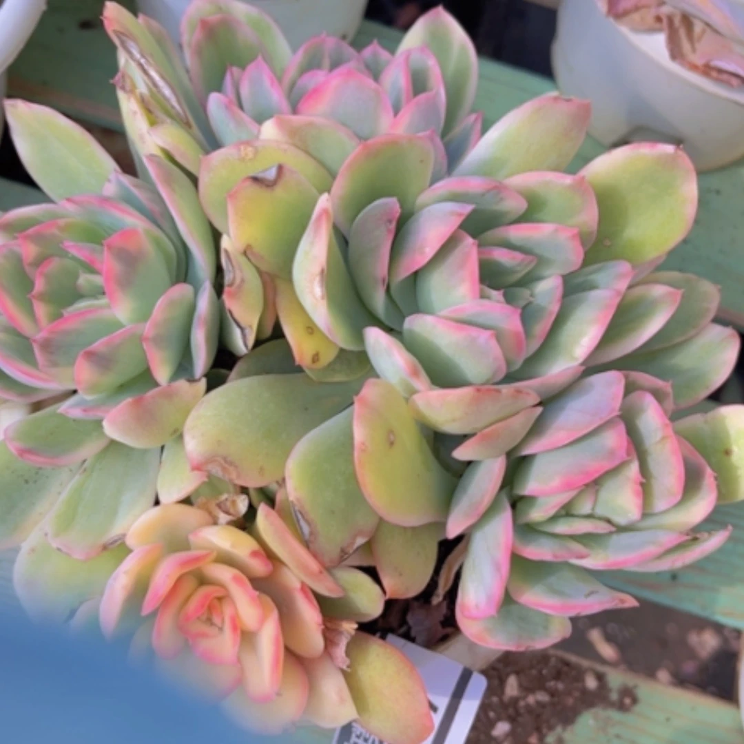 【闪购商品】绮罗锦1967