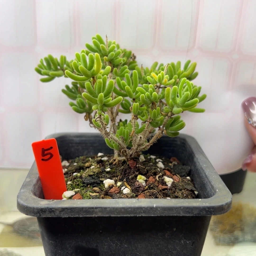 5号链接荧光兔10厘米盆