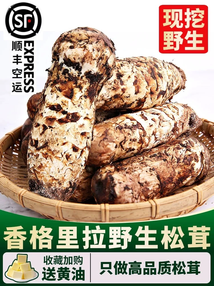云南香格里拉当天现挖新鲜松茸菌菇（顺丰特快包邮）韩标宴礼款正宗