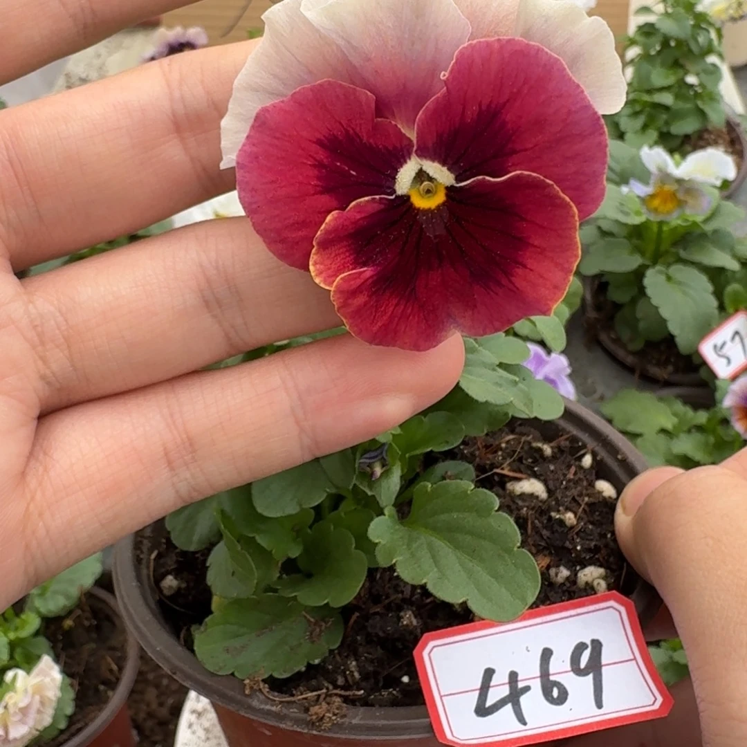 大部分花苞少量开放469