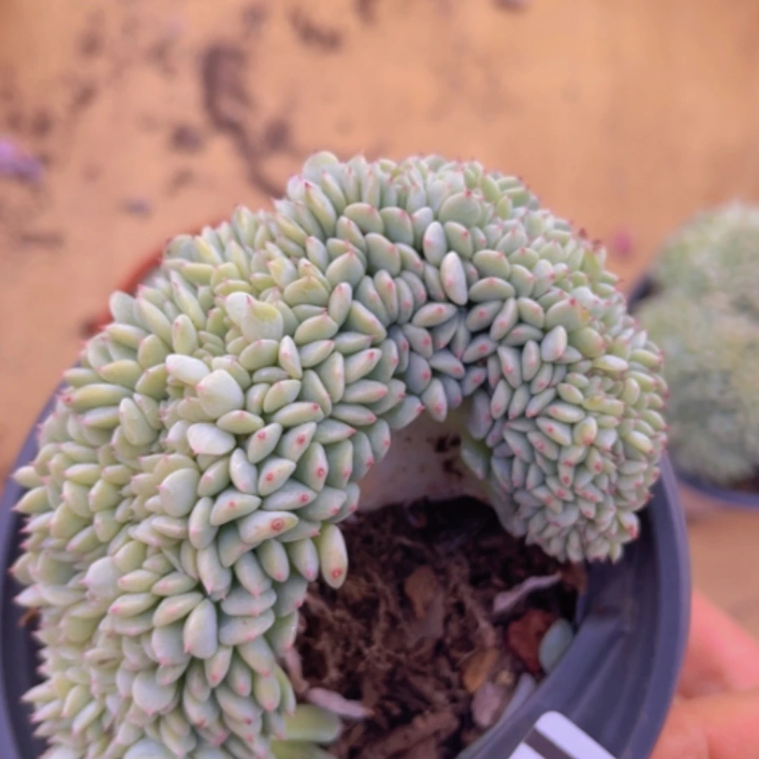 【闪购商品】白胖子缀03225