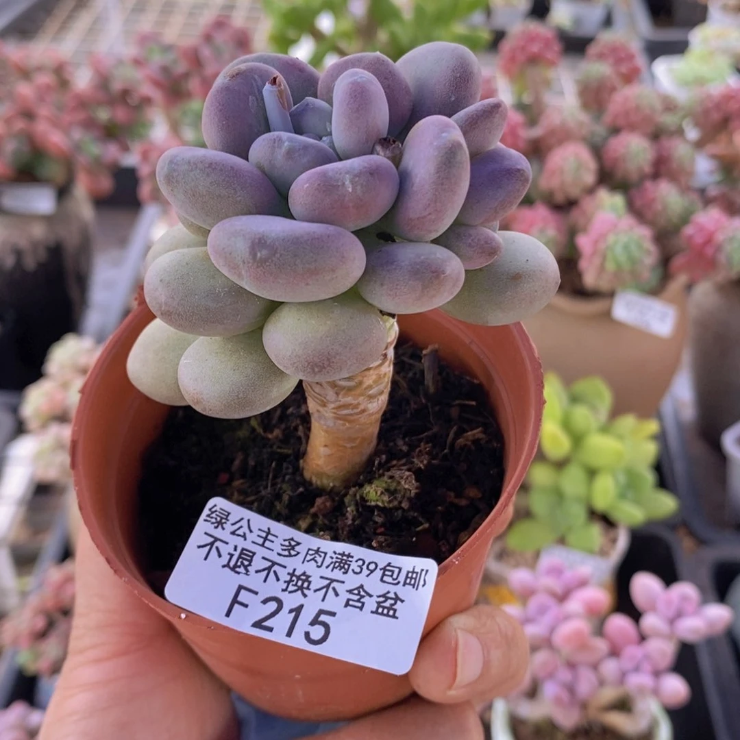 月美人单头215多肉植物