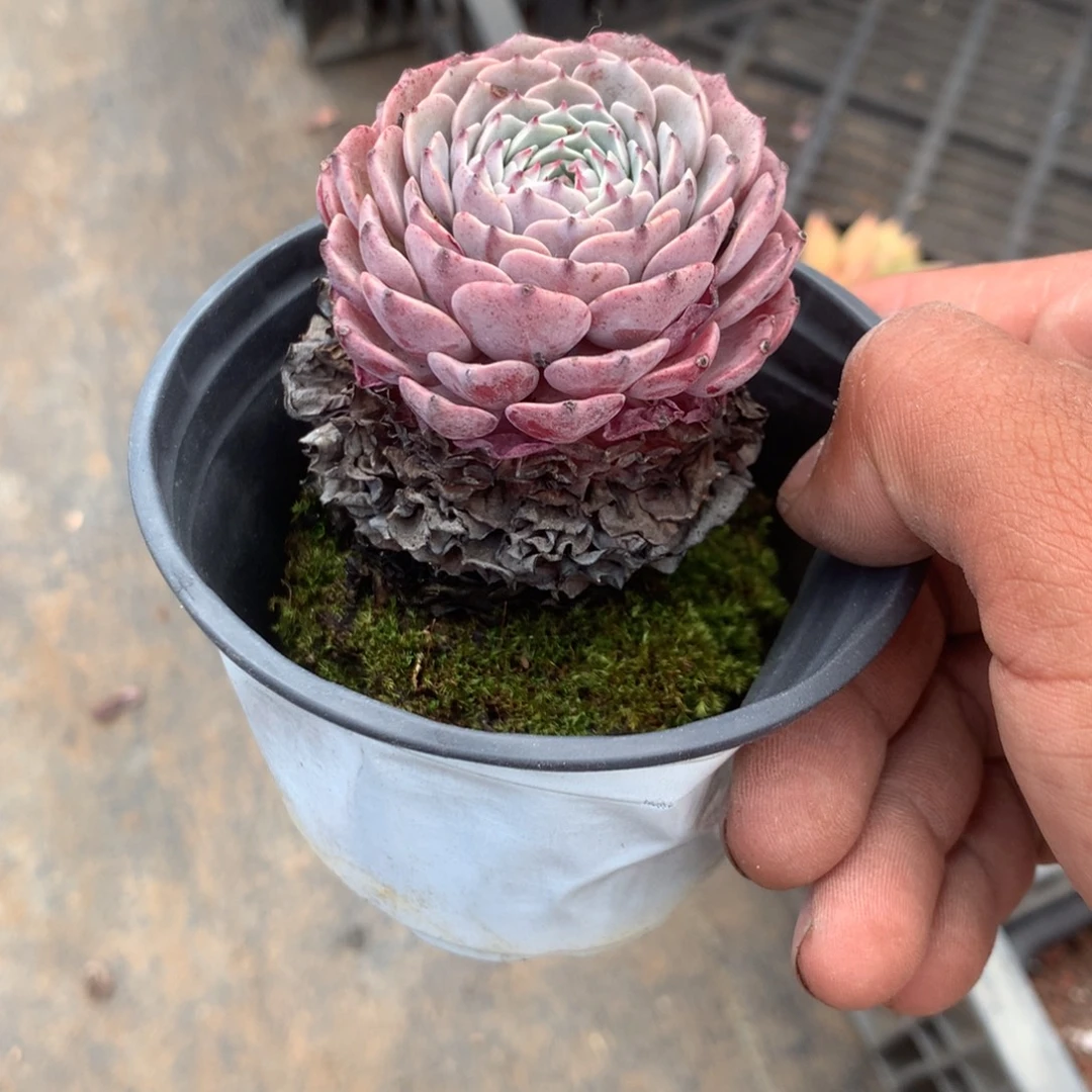 q***n人工增水系统在国内已经