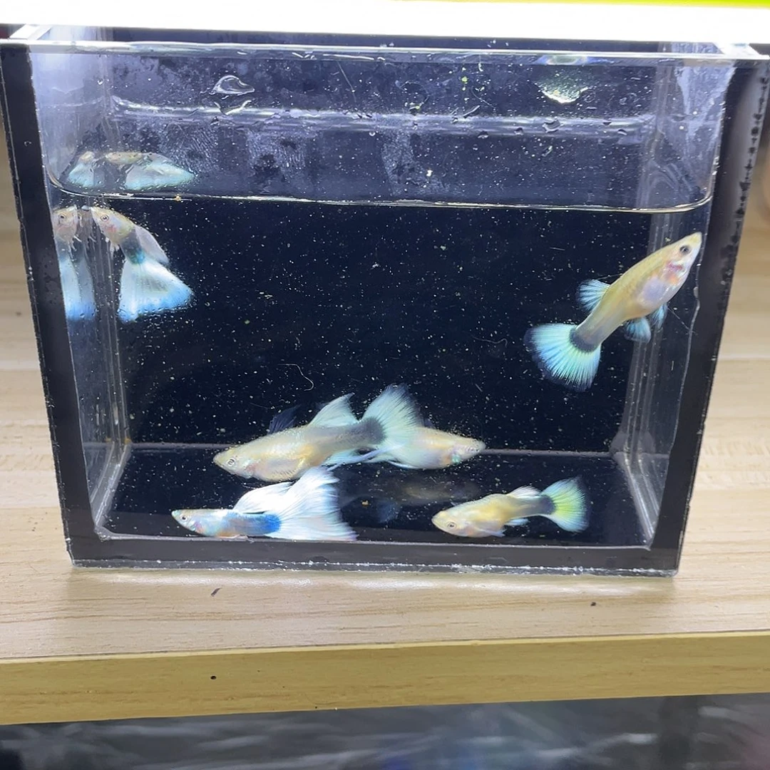 孔雀鱼孔雀鱼一物一拍直播间