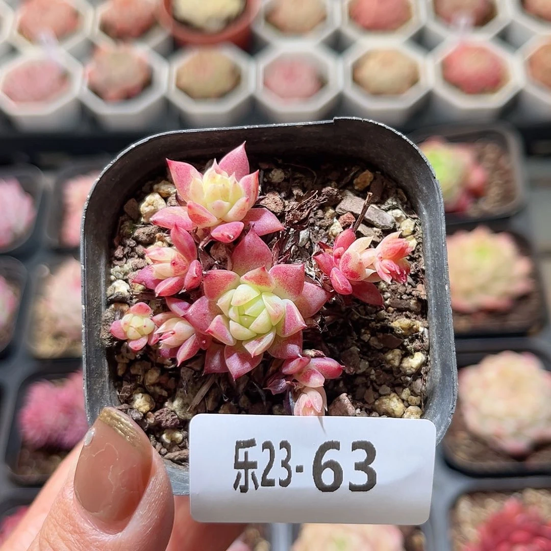 乐23-63 红曼联群