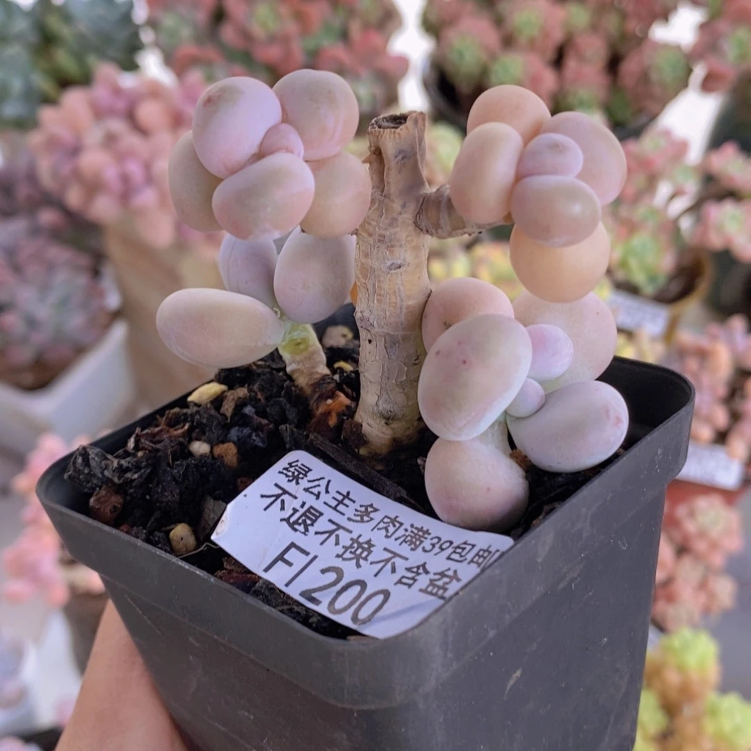 橙奶老桩有砍6cm200多肉植物