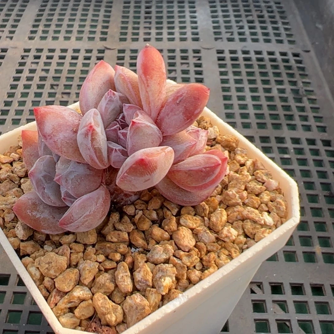 邦*啊石榴籽星影小树福利