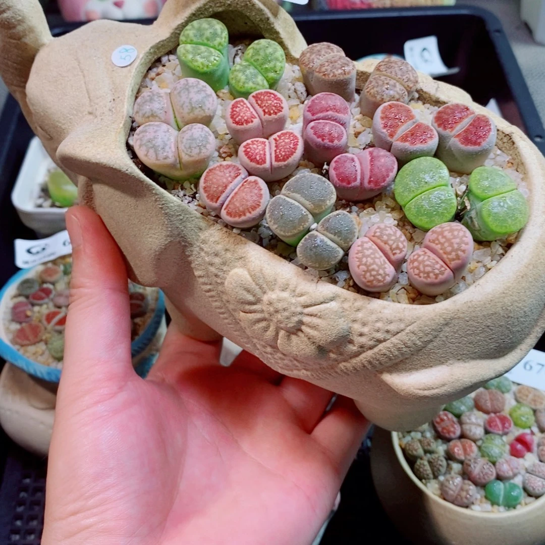 生石花花花花花花花671