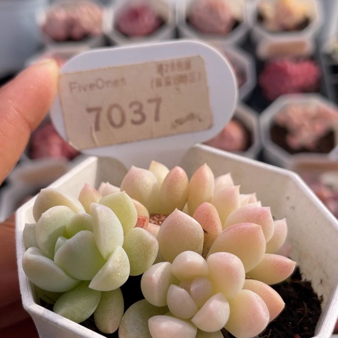 白雪7037-5.5厘米