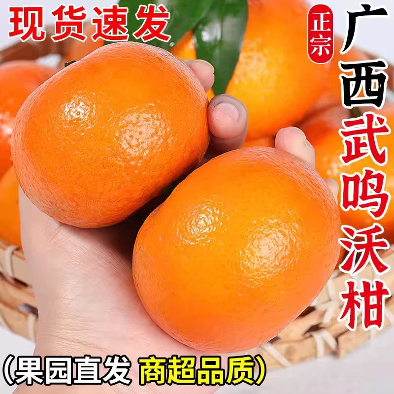 XT广西正宗武鸣沃柑新鲜采摘香甜多汁皮薄老树农家桔子现摘现发