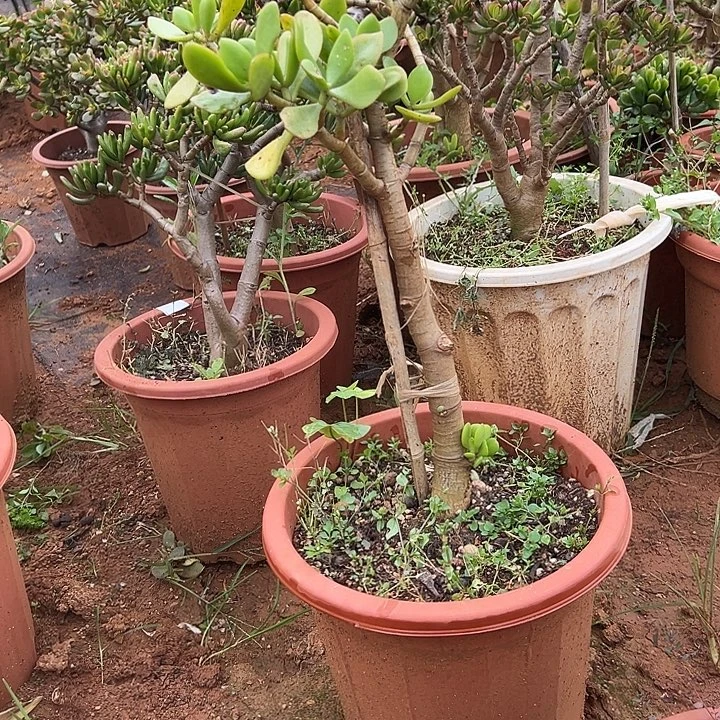 千***木多肉植物实物直播实物123