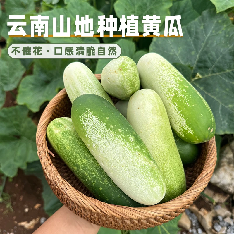 云南山地种植老品种黄瓜不催花！ 口感清脆自然 清甜脆嫩！