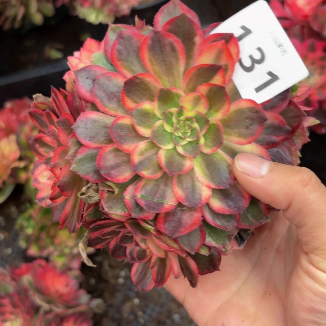 131多肉植物黑膜锦