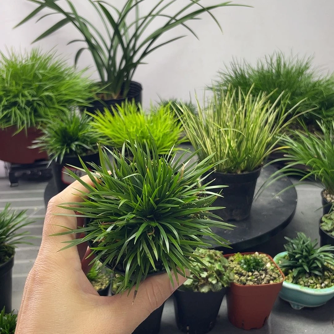 天***遥无花朵金钱8盆口1盆