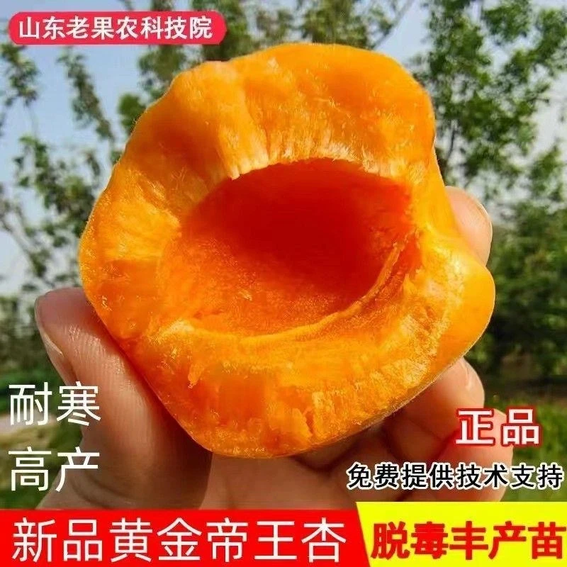 【现起现发】正宗帝王杏树苗早熟特大超甜耐寒盆栽地栽南北方均可