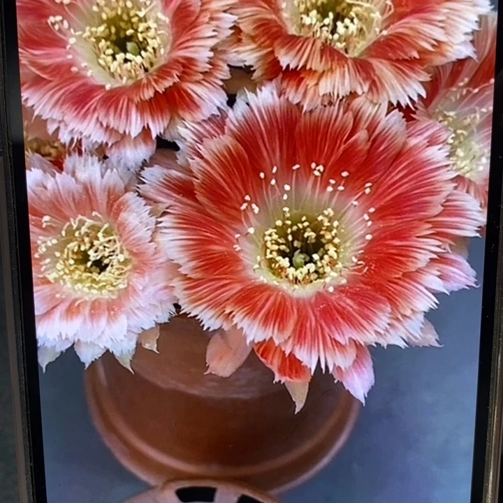 香香羽毛丽花侧芽1-1.5公分左右