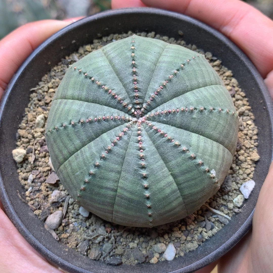 39号 实生 欧系布纹球6公分 带盆土发货