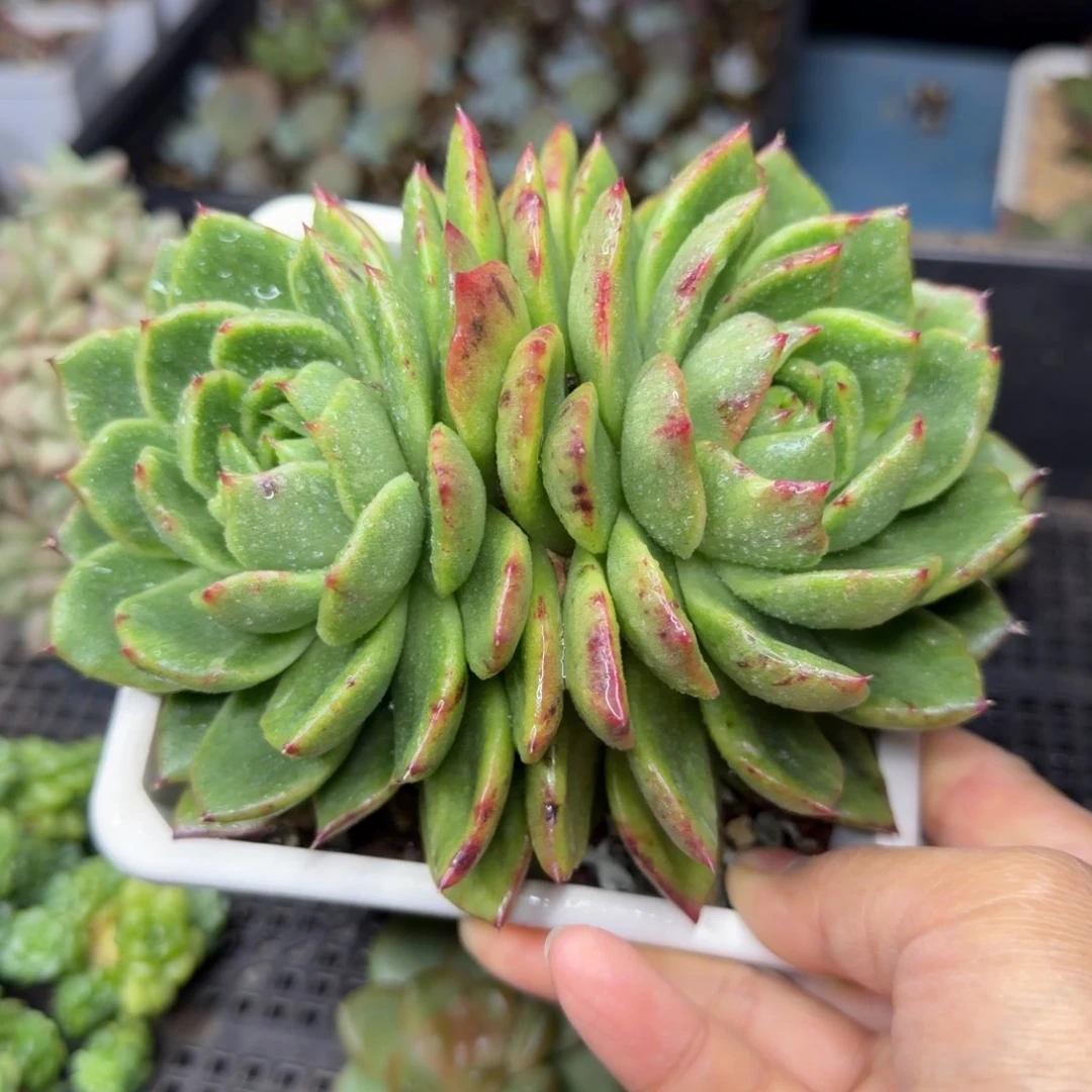 东云杂88.38包邮，一物一拍