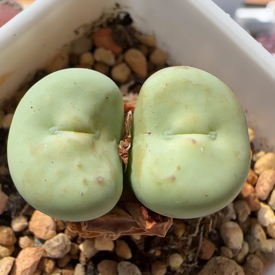 5454 大白多肉植物园