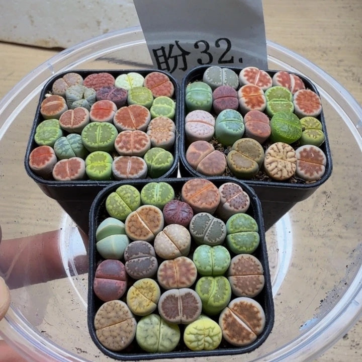 不***）多肉植物的生长发育32