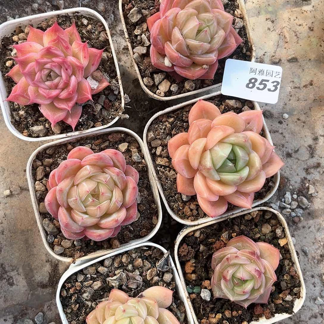 阿雅园艺。         853