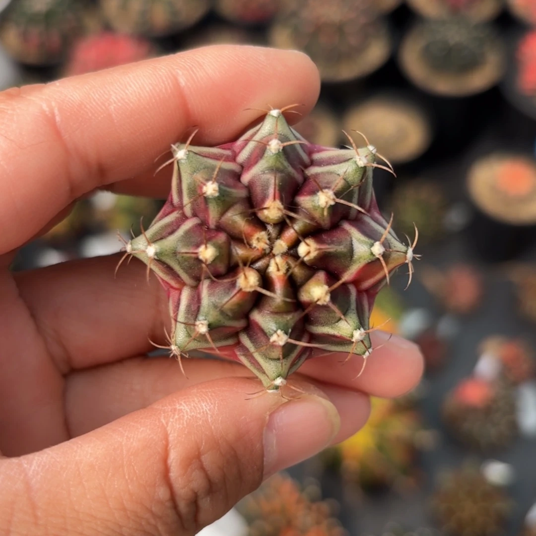 泰系米哈仙人球39号