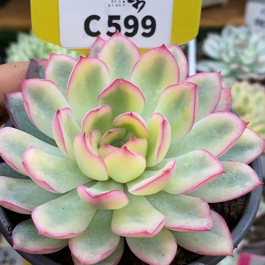 599雨燕座头盖哈哈哈哈哈哈