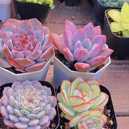 4盆套餐1111112233331233