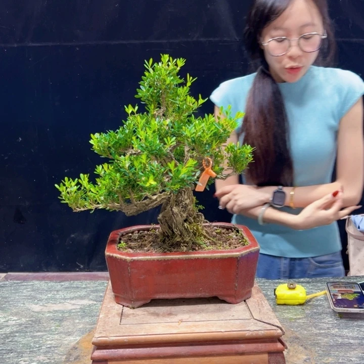 *****无花朵皱皮黄杨四季常绿