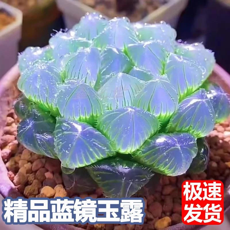 玉露多肉植物高级稀有蓝镜无暇玉露办公室桌面美观防辐射盆栽花卉
