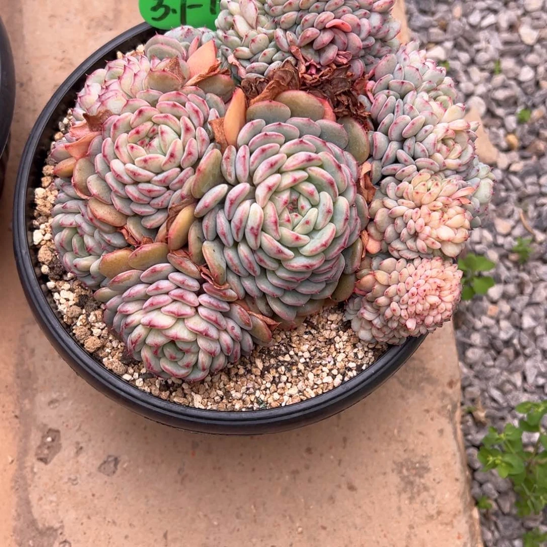 S****?3.7.10白胖子缀