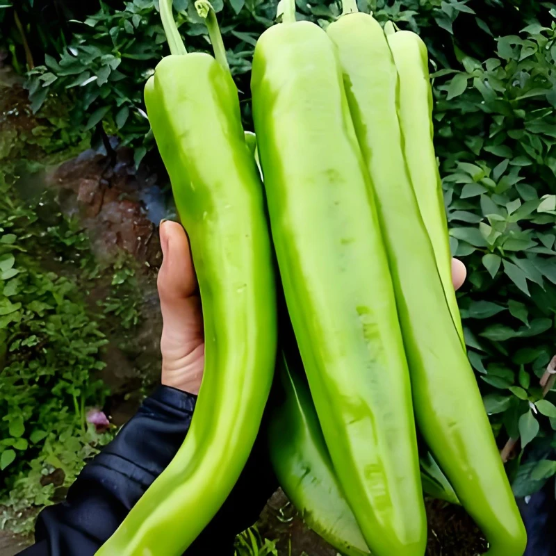 特大牛角椒种子早熟高产辣椒牛角椒微辣四季阳台庭院种植辣椒种子