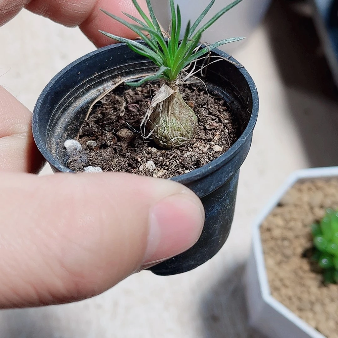 迷你嗨葱新手福利