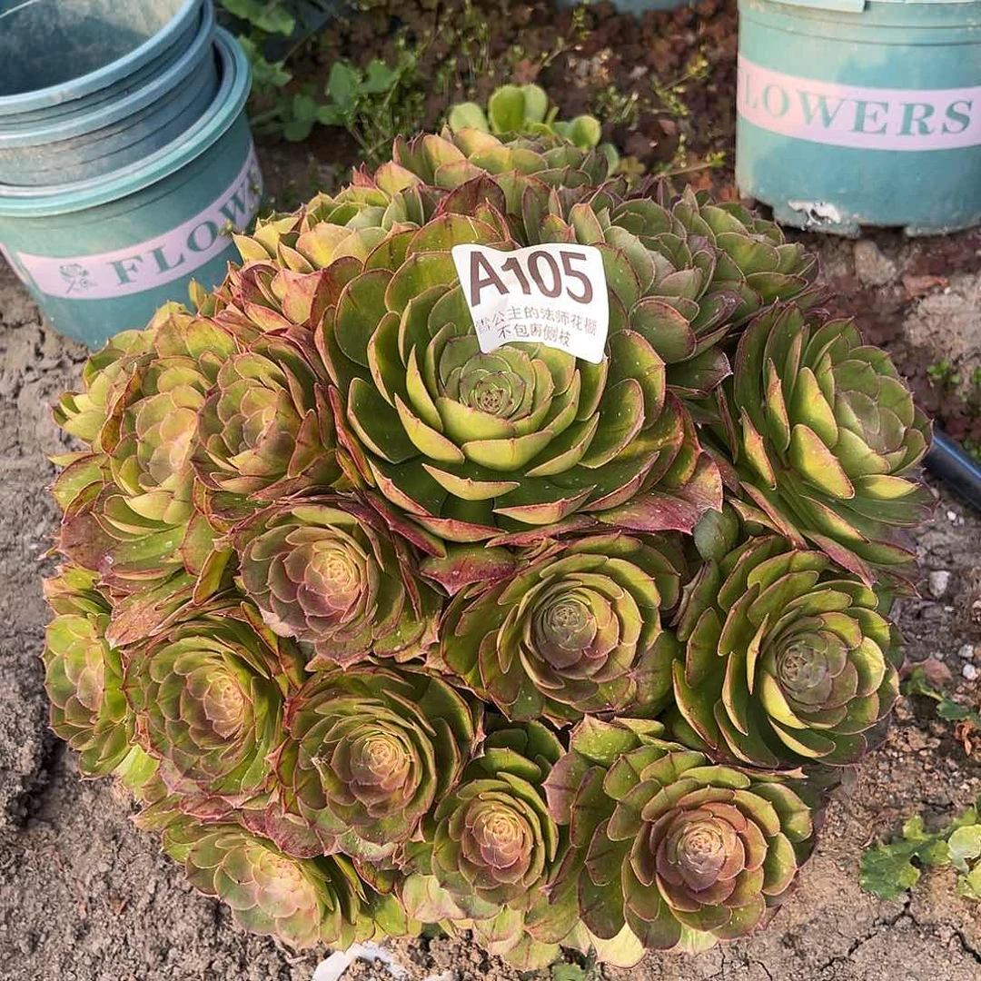 法师法师15–8包邮法师