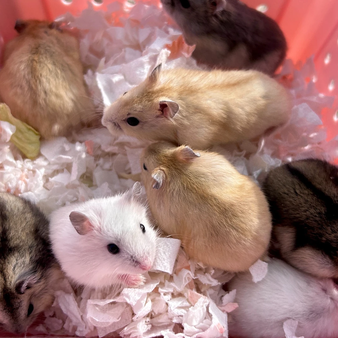 可爱侏儒鼠仓鼠家养萌宠