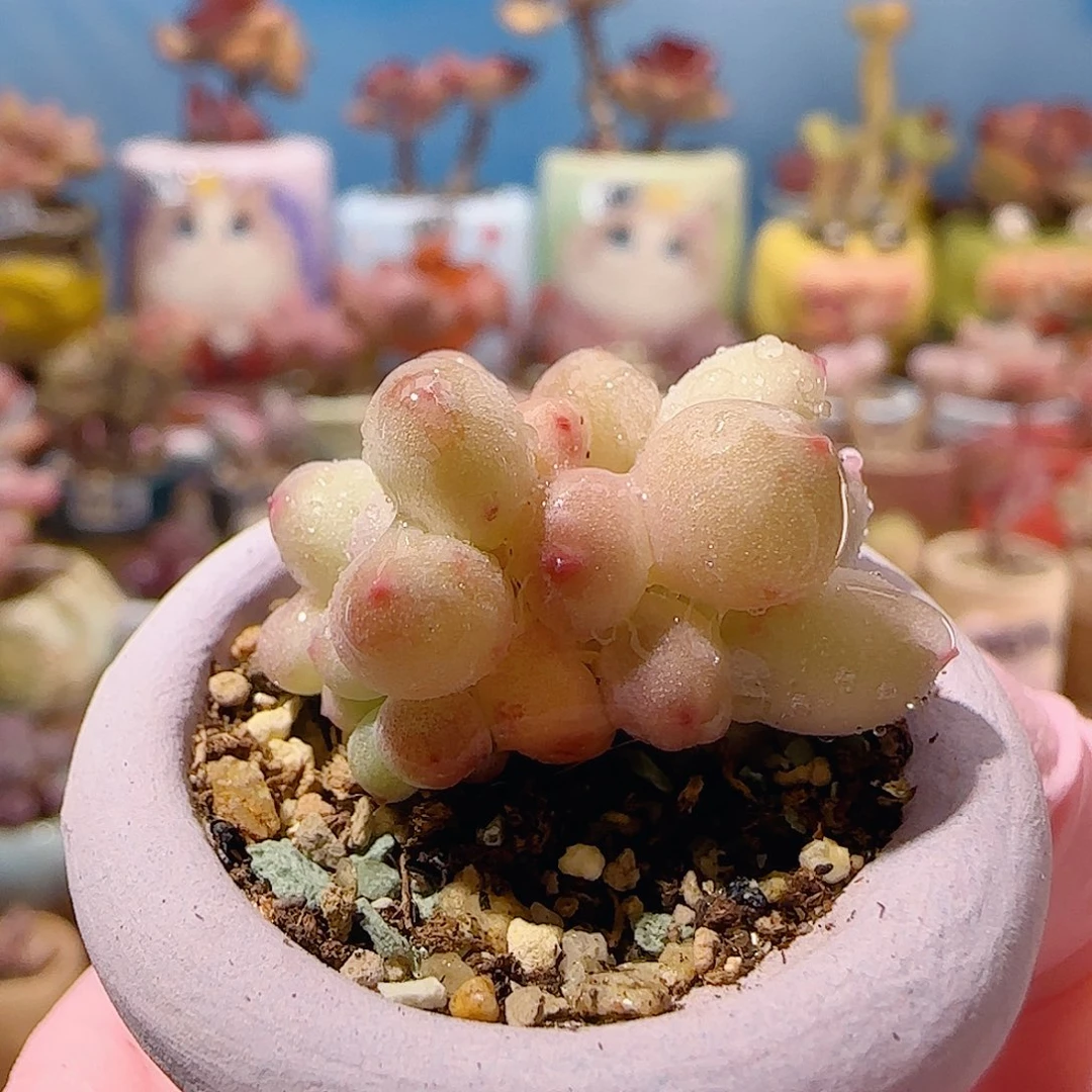 迷你彩虹奶 盆口2cm