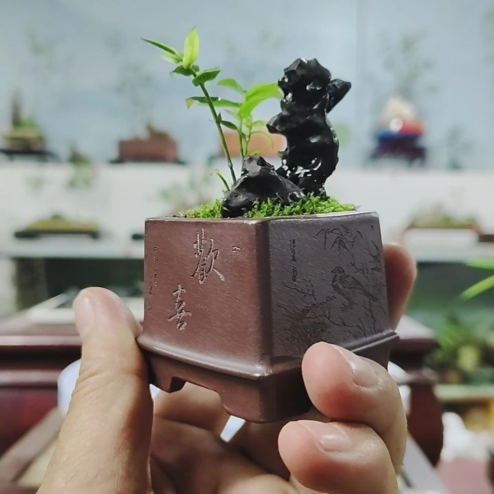 盆景，韩国黑竹，太湖石