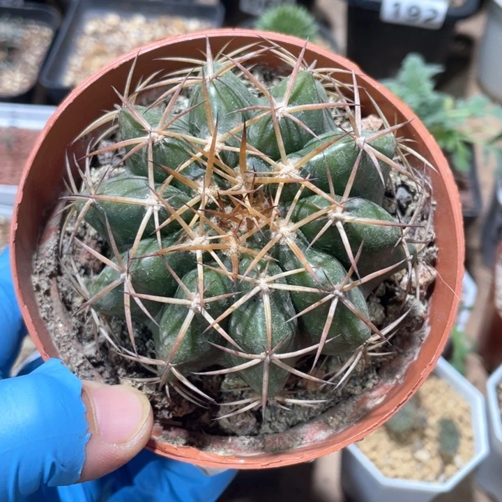 胖****鱼057实生狂刺圆盘玉