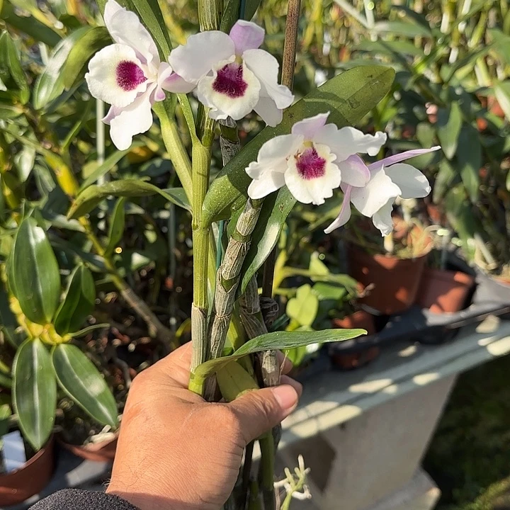 完全开放春石斛一颗