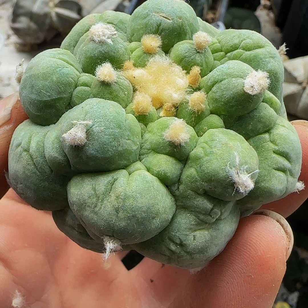 古田呗196仙人球