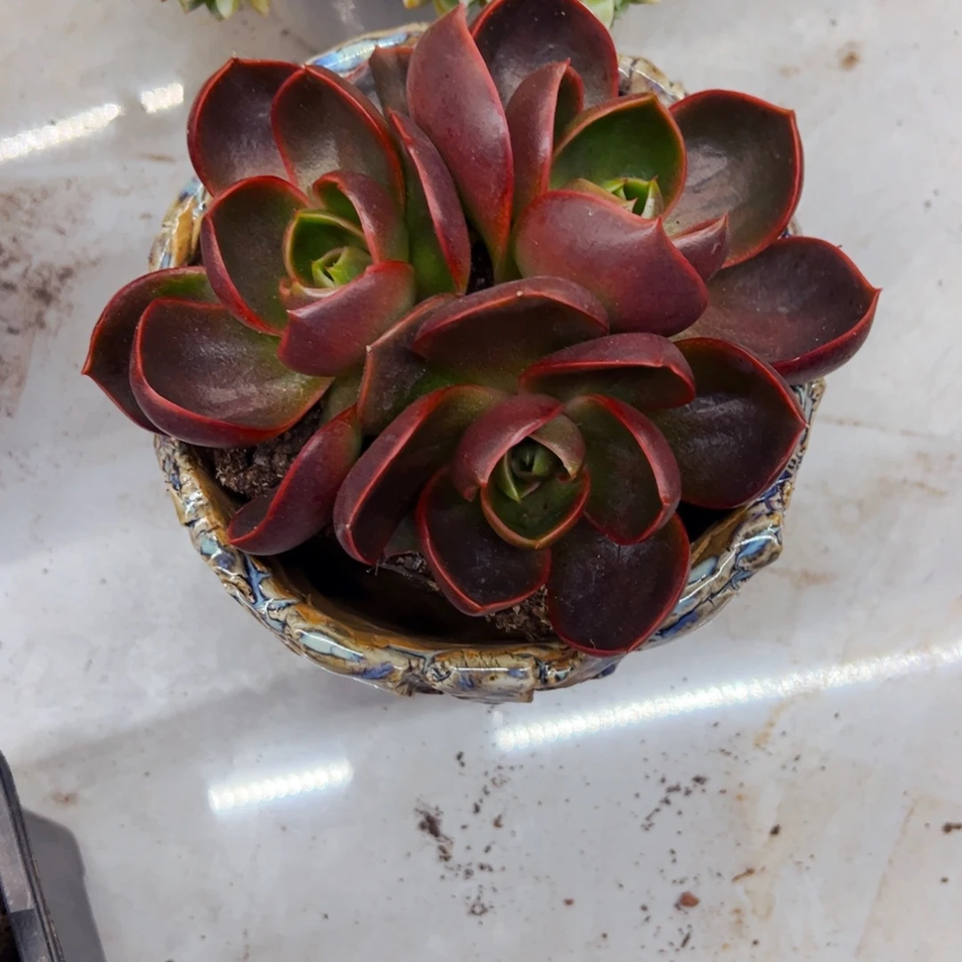肉***肉多肉红灯绿植盆栽