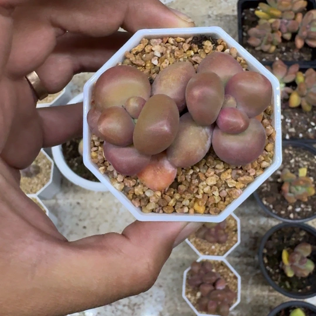 芒果奶 双头 一物一拍