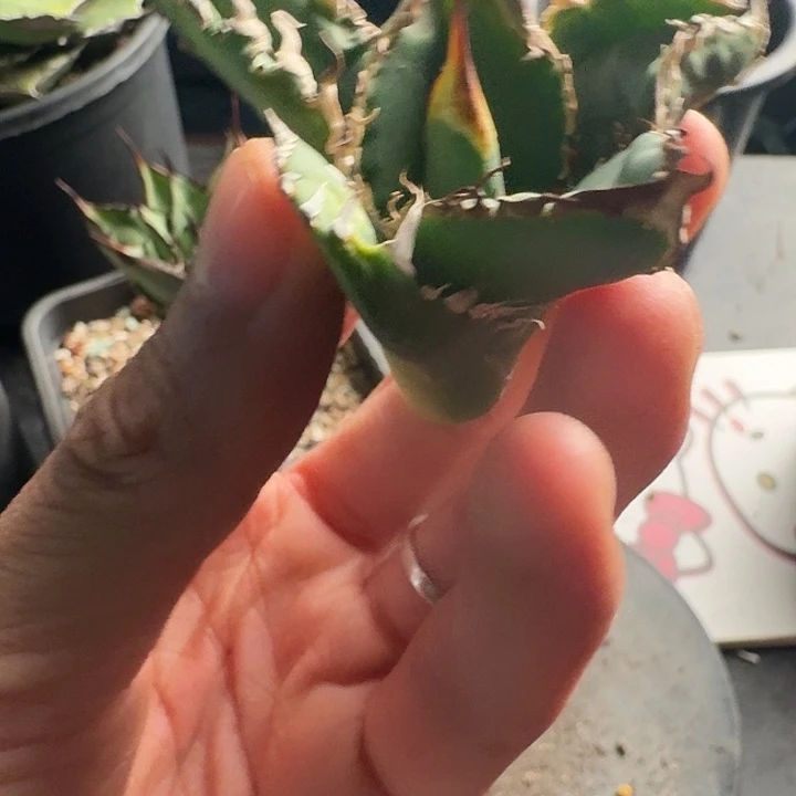 无花朵龙舌兰仁王冠巨齿鲨