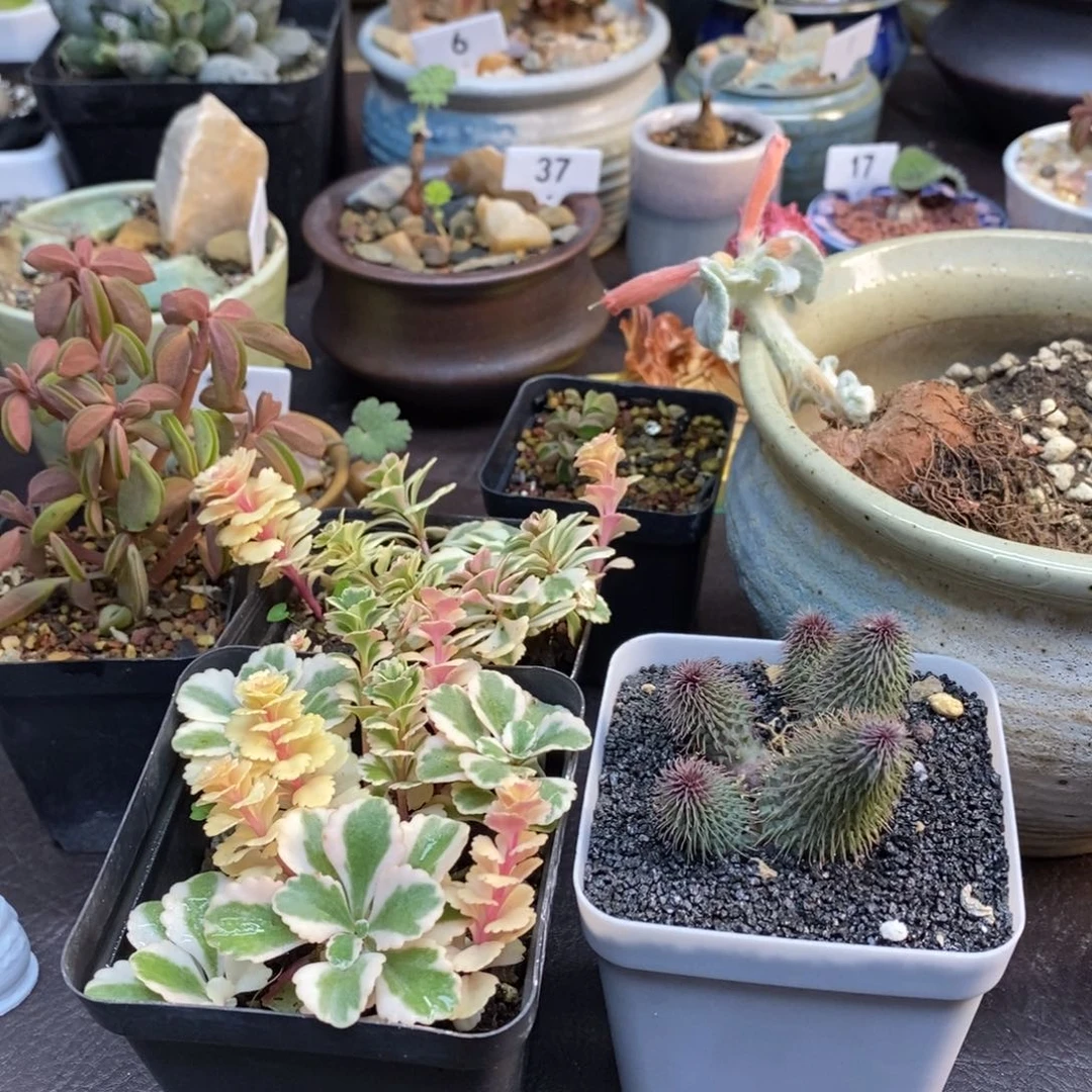 小****玛格丽特阿修罗共三盆
