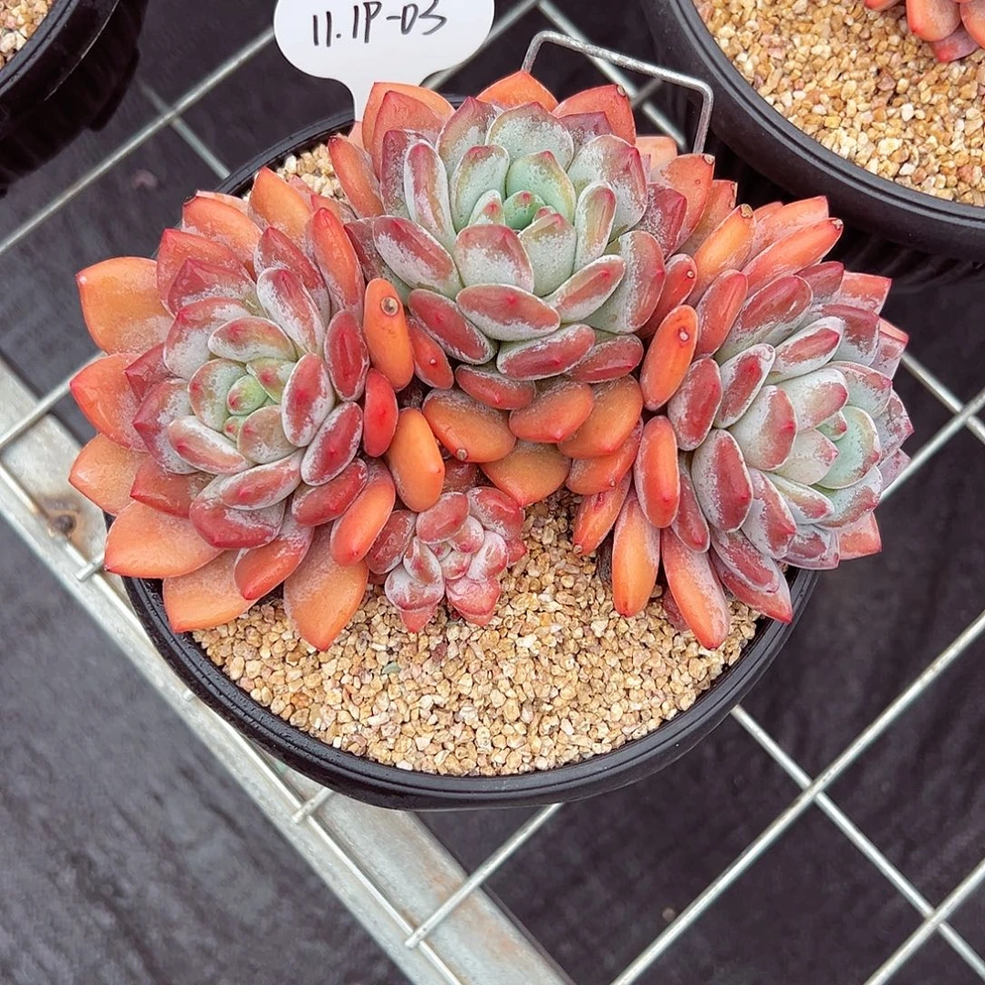 1119-03初夏茉莉。