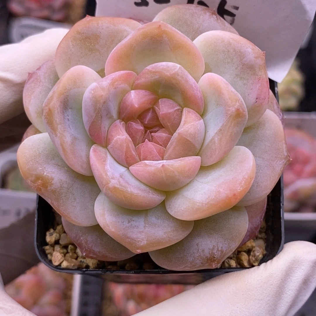 【闪购商品】05-125