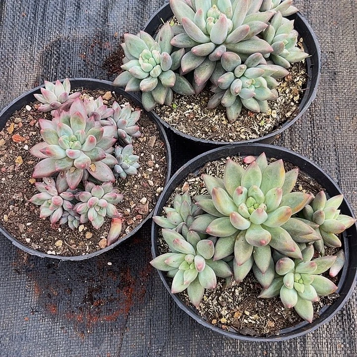 大***贤水晶球杂交三颗一起38